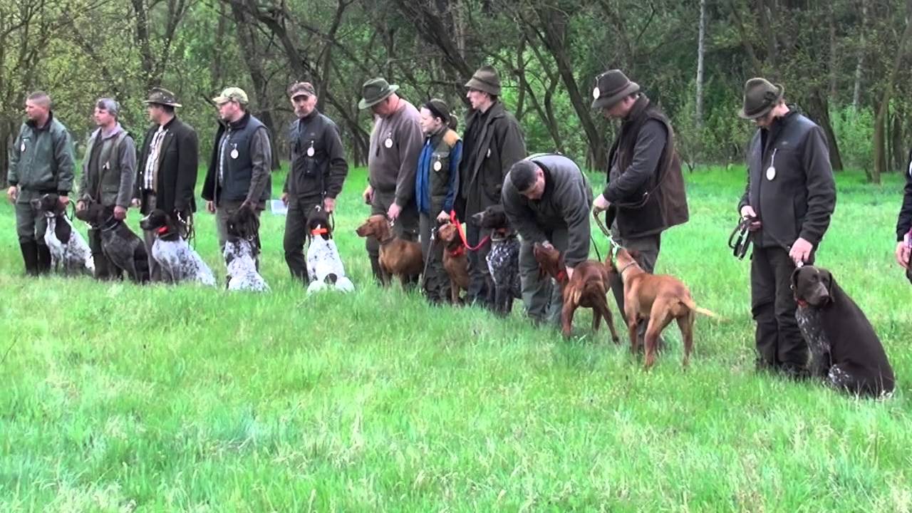 Kutyámmal Vadászom Hound - (  I  Szatymazi vadászkutya  verseny )