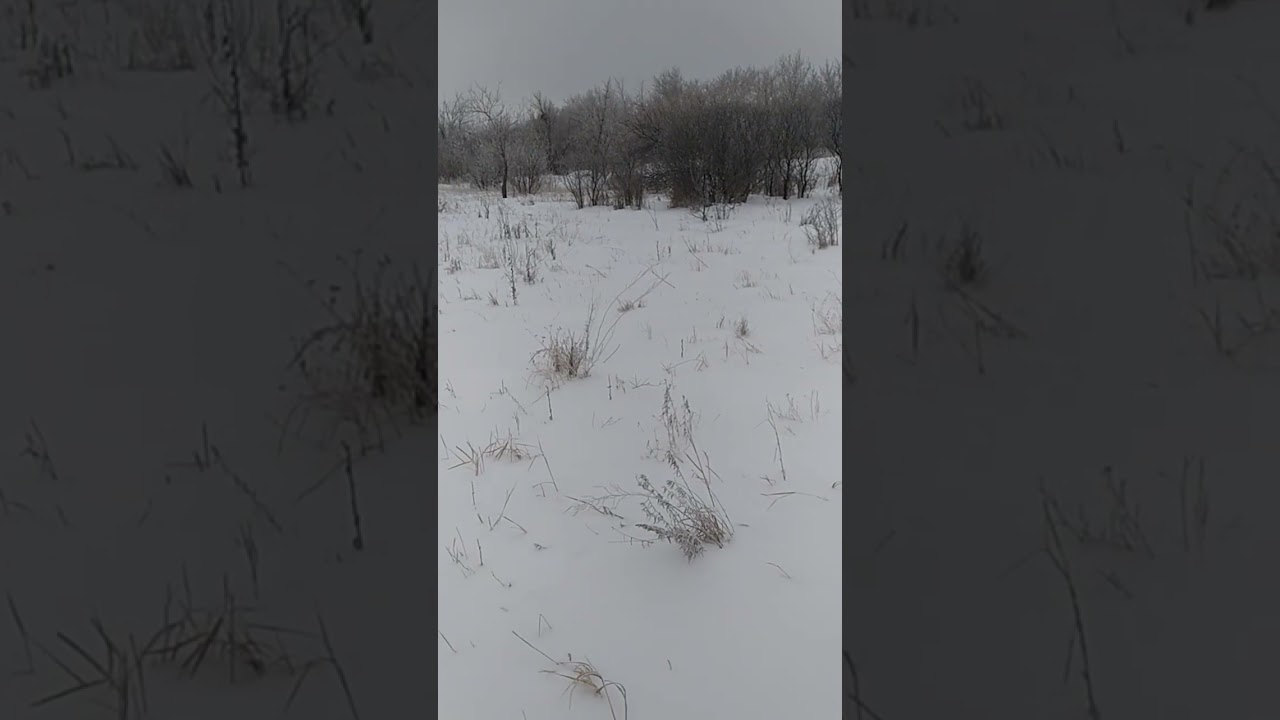 Заснеженная поляна в окрестностях Караганды - покачиваются травинки-былинки 7-ого Января