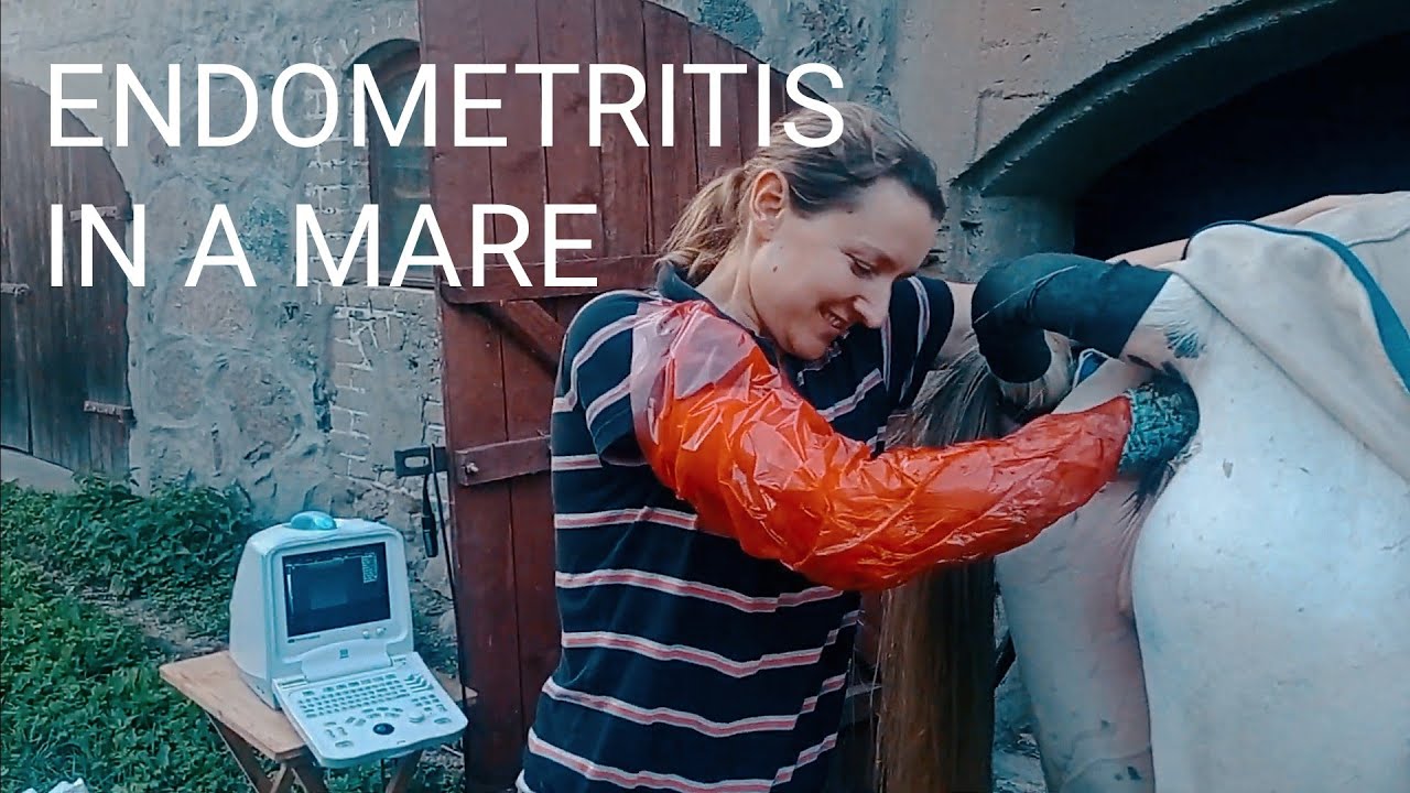 LECZENIE ZAPALENIA MACICY KLACZY (PO INSEMINACJI) | Equine endometritis - treatment.