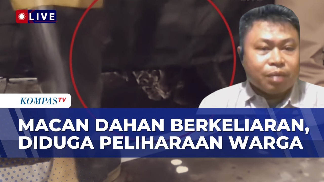 [FULL] BKSDA Sumsel Soroti Asal-Usul Macan Dahan Berkeliaran di Permukiman, Diduga Peliharaan Warga