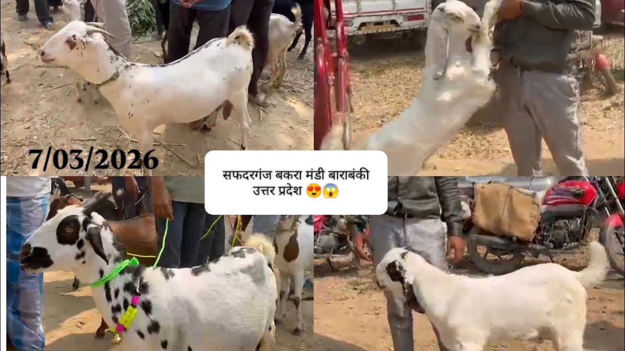 शनिवार सफदरगंज बकरा मंडी  palhari 7/03/2026 #bakramandi #youtube 