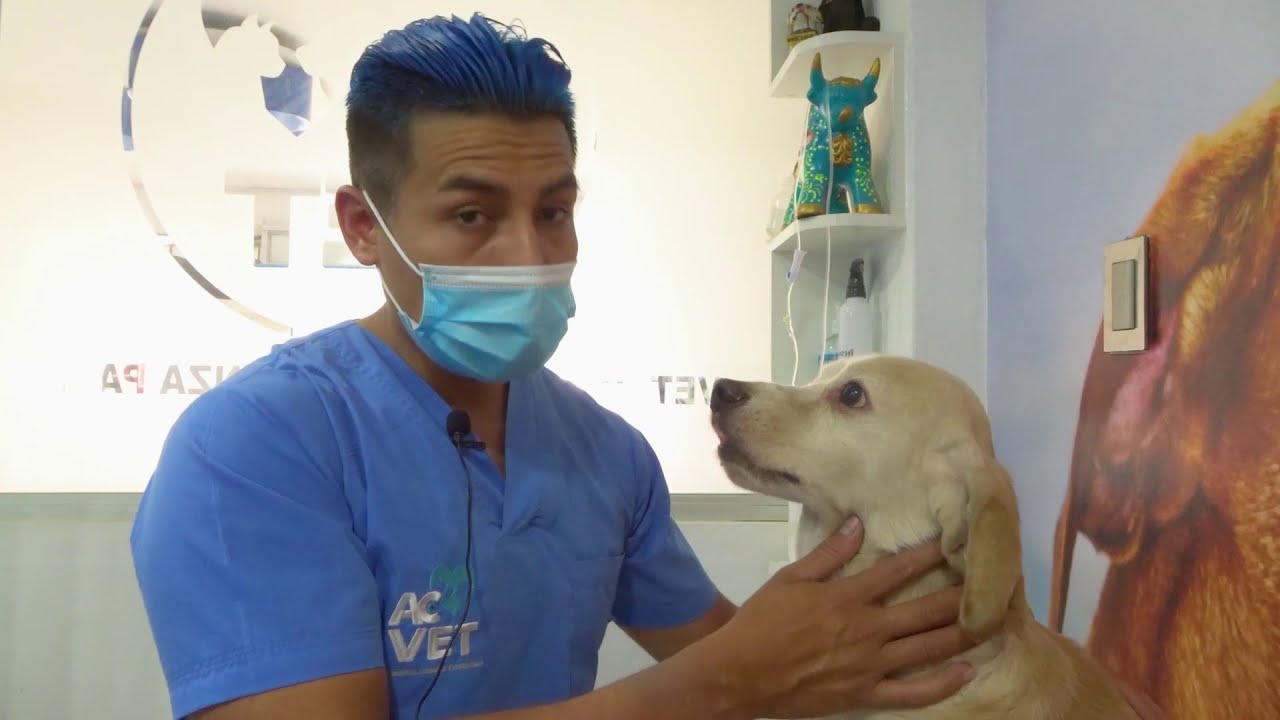 Un caso de Otohematoma canino (Luciano) 😱  | ACVET