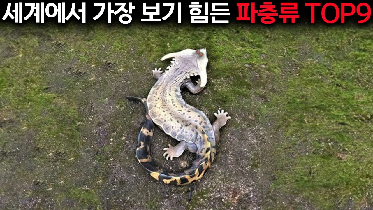 20년차 파충류 전문가가 공개하는 세상에 단 10마리밖에 없는 파충류