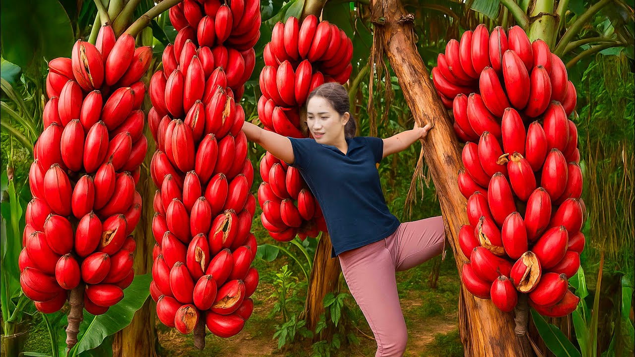 Harvesting Dragon Blood Banana For Sale To The Market | Farm life. Living With Nature