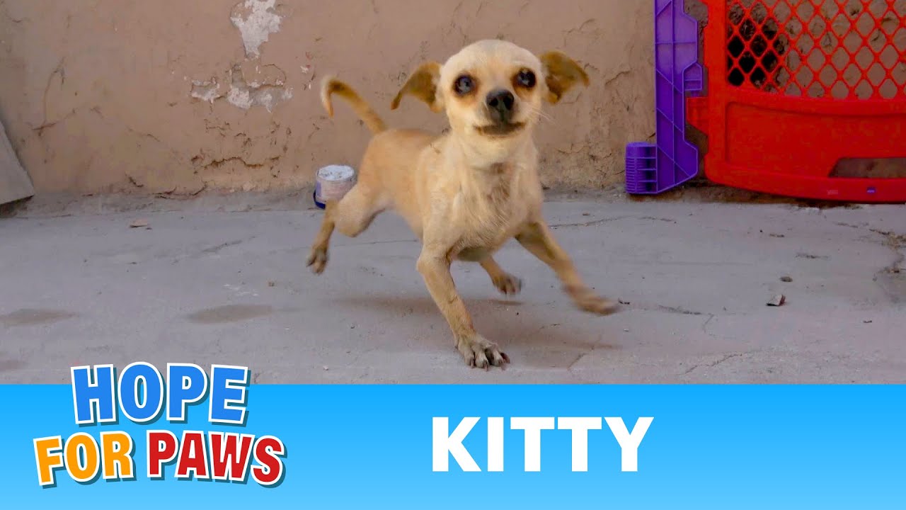 Tiny dog left behind by her owner... so sad 😥 #chihuahua