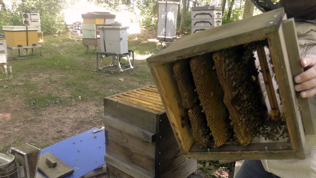 Rearranging the Warre Box Frames | June 19th, 2022