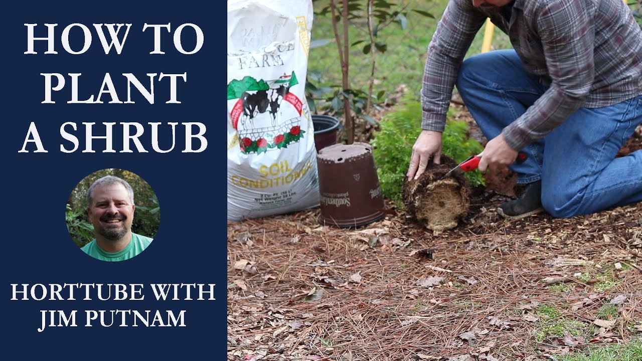 🏡How to Plant a Shrub👨‍🌾