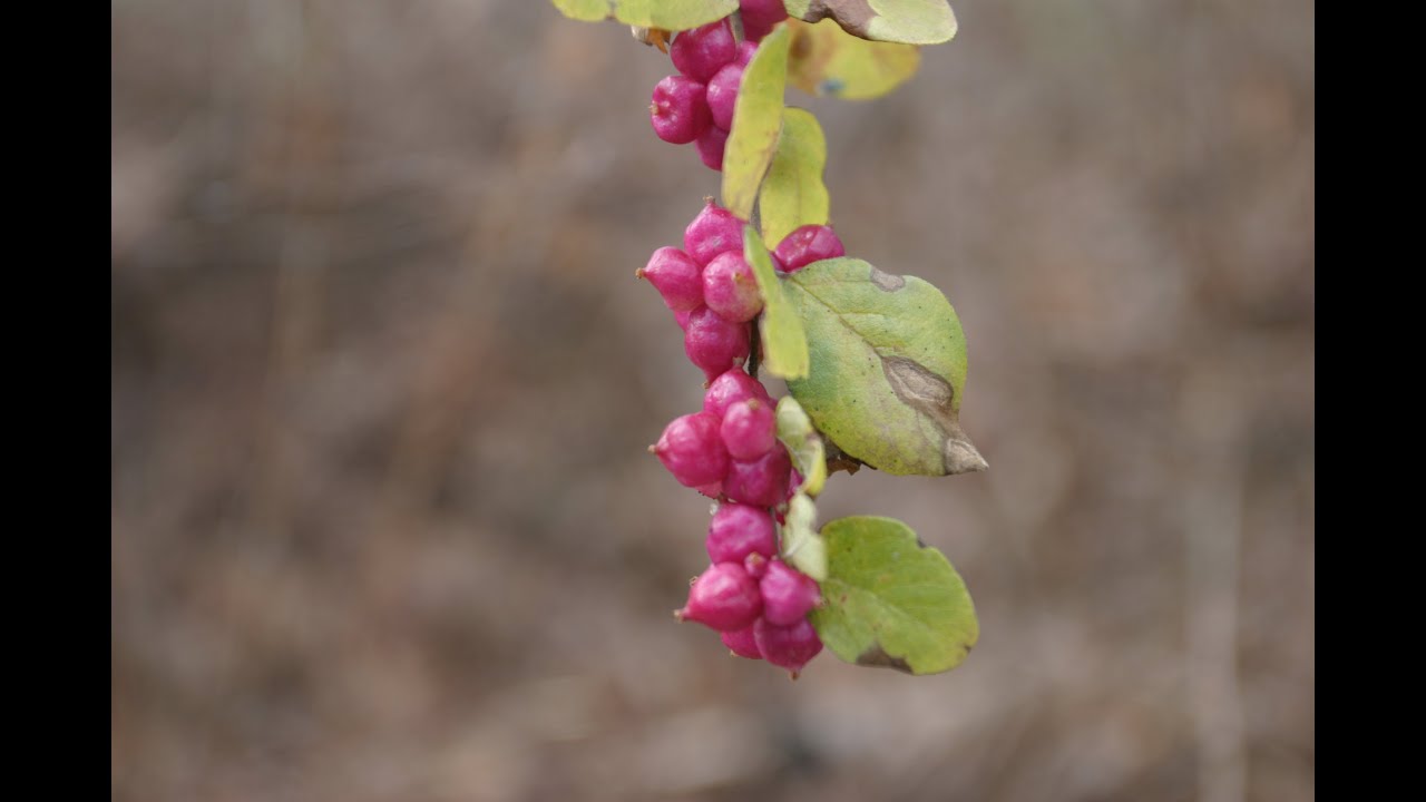 Coralberry (Symphoricarpos orbiculatus)
