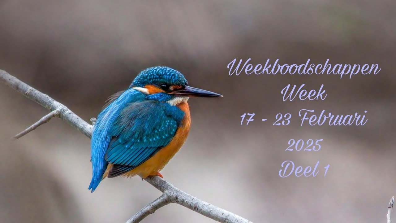 Weekboodschappen van de engelen per sterrenteken + keuzekaartjes deel 1 😇💖🙏