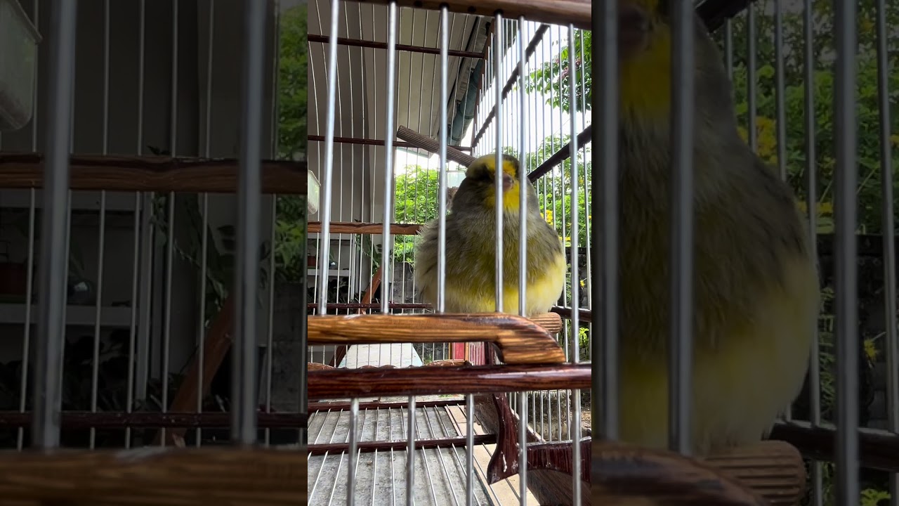 Canary training (Royal Gloster)