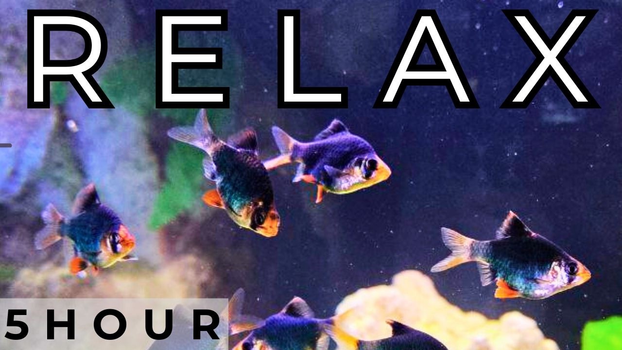 Relaxing Aquarium ~ Water Sounds & Ethereal Music | Great for Pets Too!