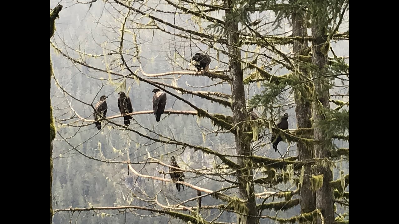 Squamish Eagles - December 9-2018