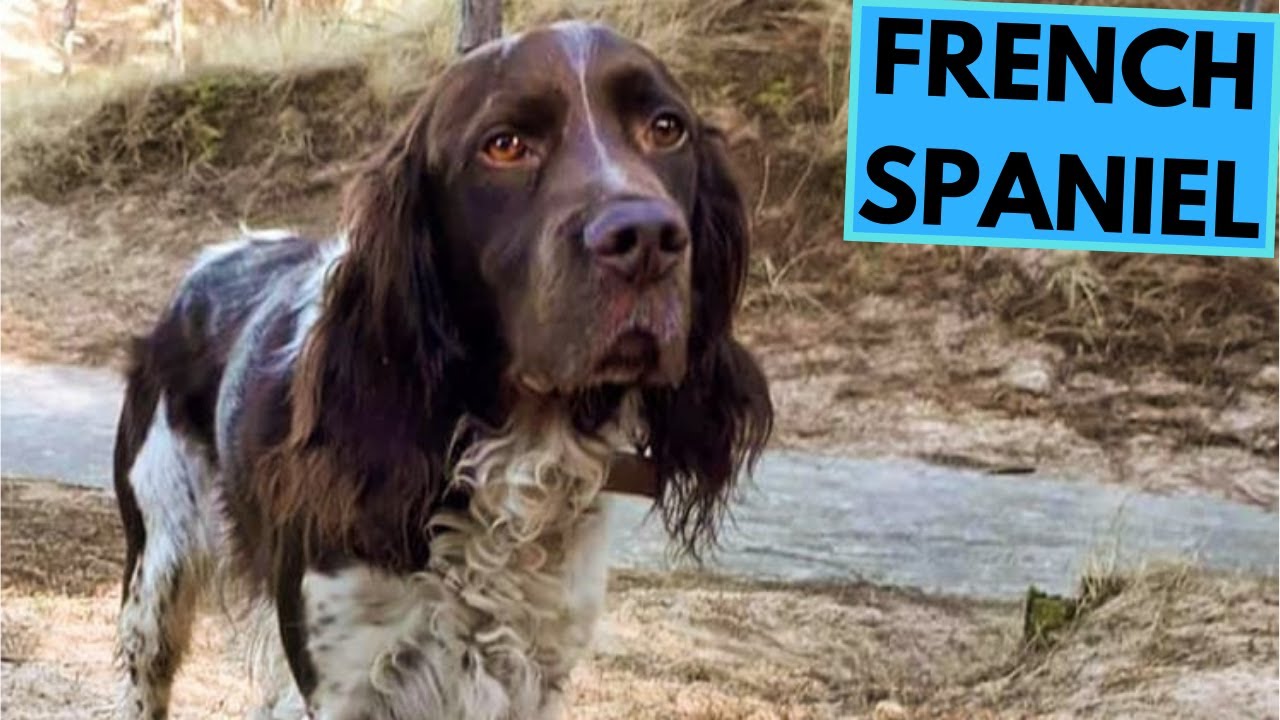 French Spaniel - TOP 10 Interesting Facts