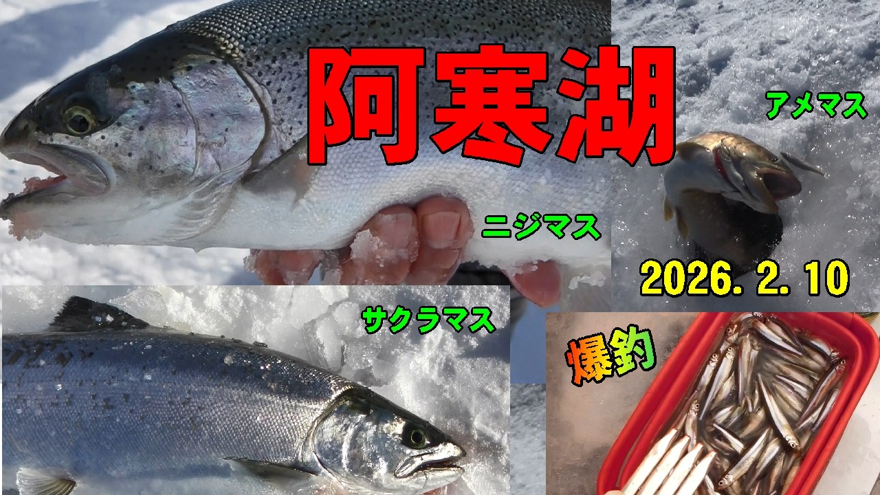 2026.2.10　阿寒湖の氷上釣り（硫黄山川側）　マスもワカサギも釣果上昇中　真冬にスーパーレインボーに会えた　（お勧め氷上釣り場：糠平湖・置戸湖・金山湖・チミケップ湖・朱鞠内湖）