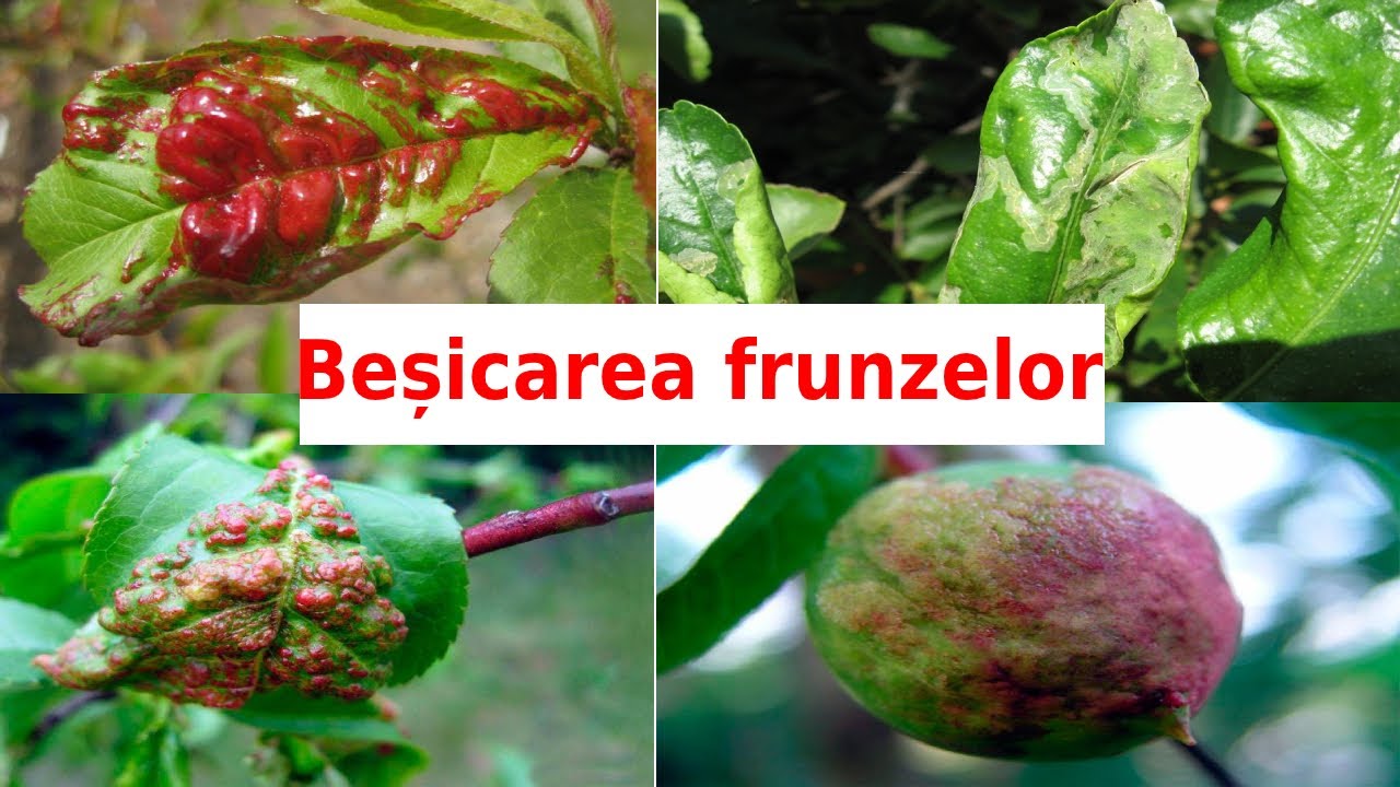 Bașicarea frunzelor la piersici.
Remedii naturale