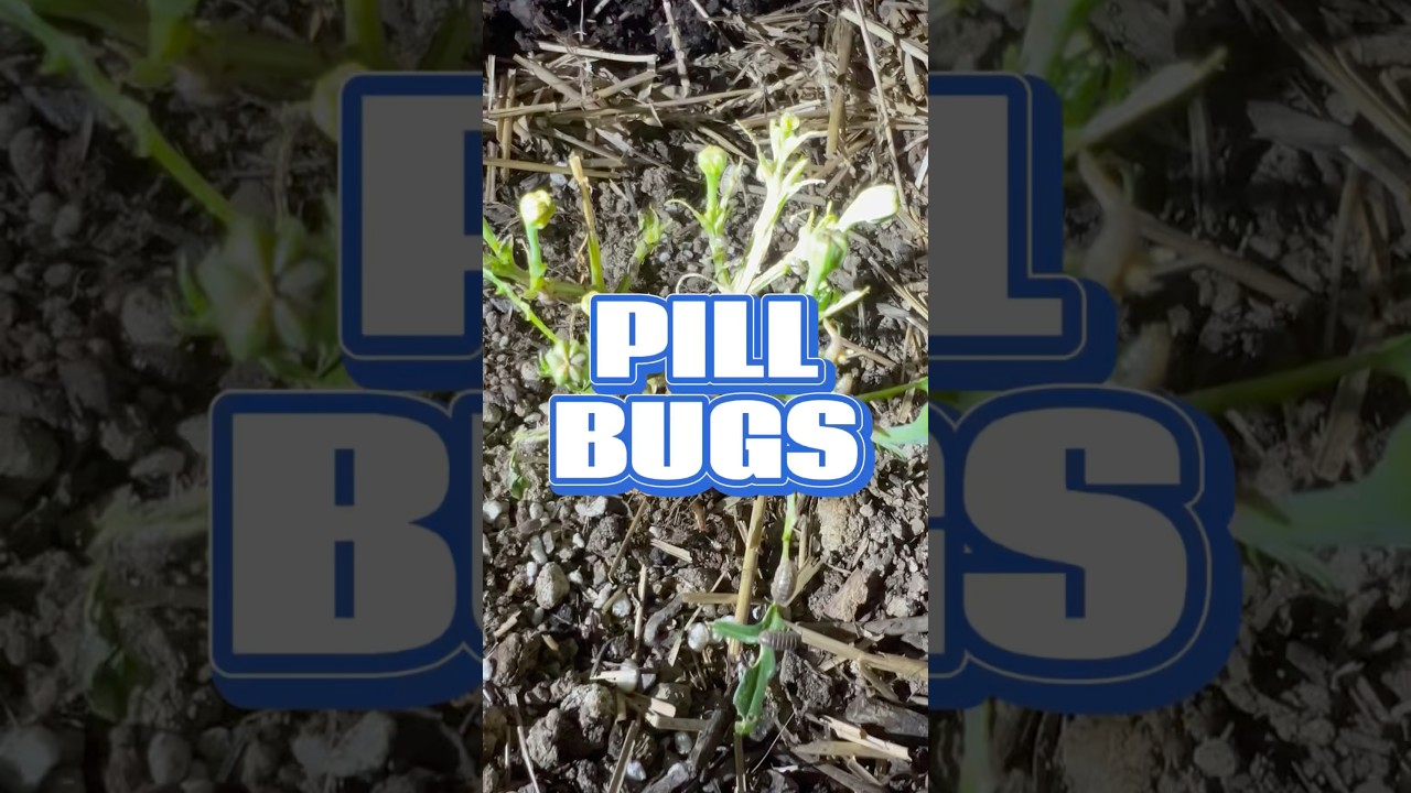 The pill bugs are out of control and it&rsquo;s time to do something about them. #gardening #pillbug