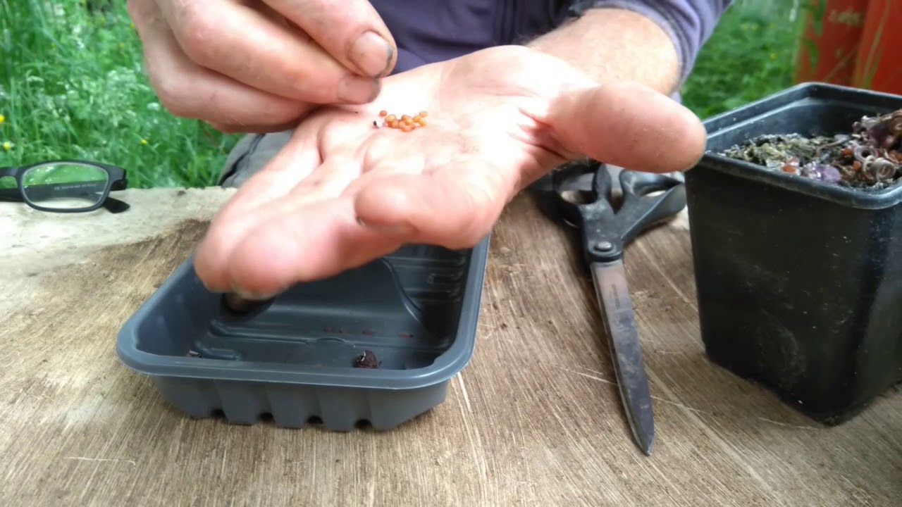How to collect cyclamen seed