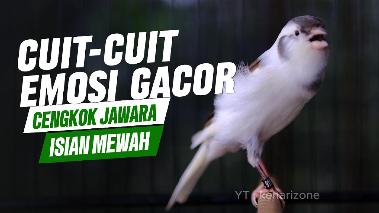 Terapi kenari MACET | Pancingan kenari GACOR, cengkok mewah, Nembak Panjang