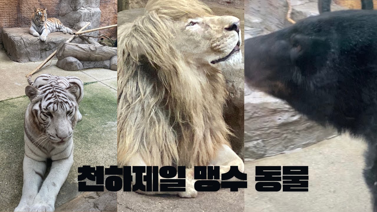 대전 맹수 동물들 ㅇ..ㅇ