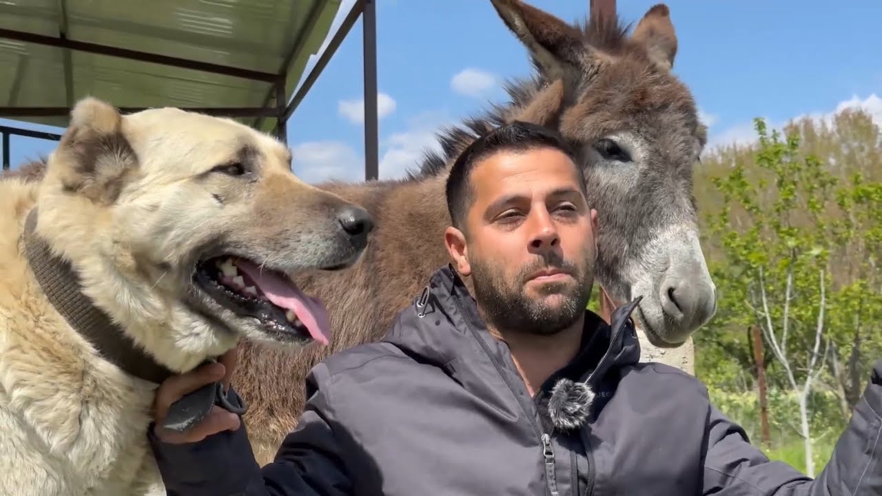 BEDEL ÖDENDİ ! HAYVANLAR BENİM GERÇEK DOSTLARIM ~ EREN AÇIL BELGESEL 4K