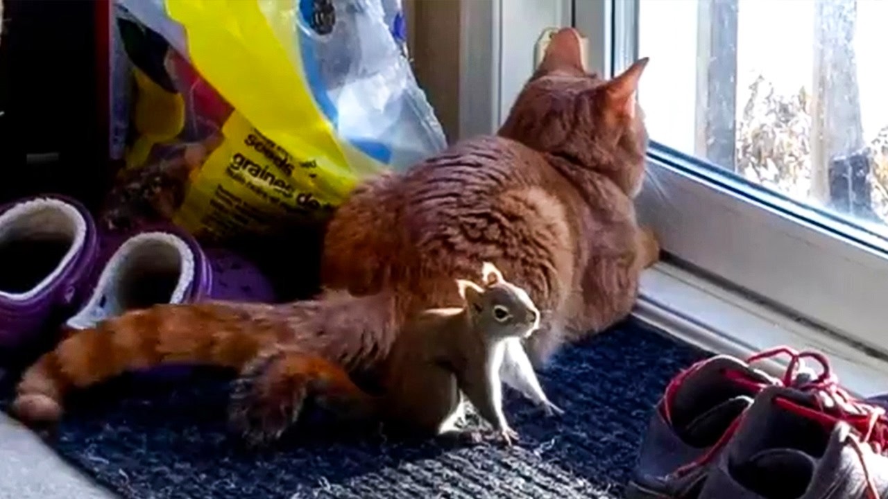 A House Cat Teaches His Squirrel Friend How to Hunt Birds
