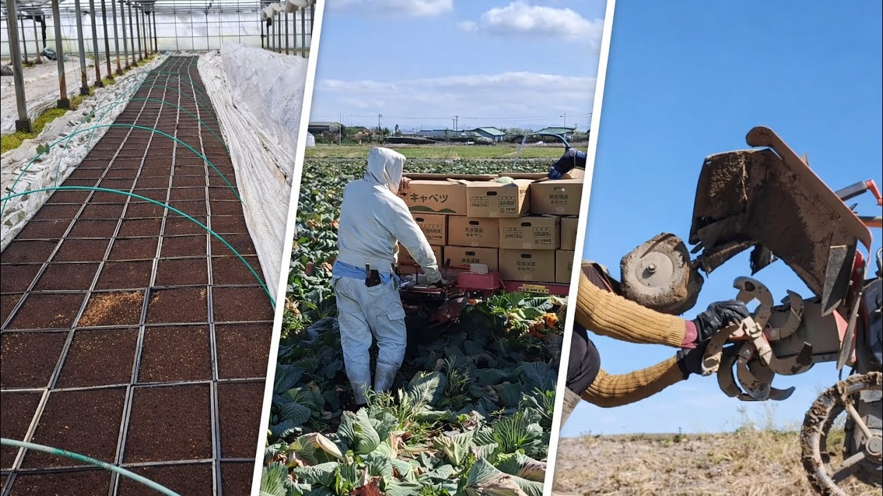 Japan agriculture work.धानको बिउ /बन्दाकोपी काट्दै/मलचिङ्ग लाउने तरीका 