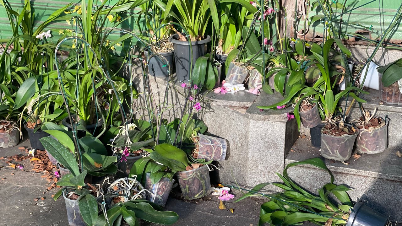 ￼MUITAS ORQUÍDEAS SEM FLORES A $10 REAIS