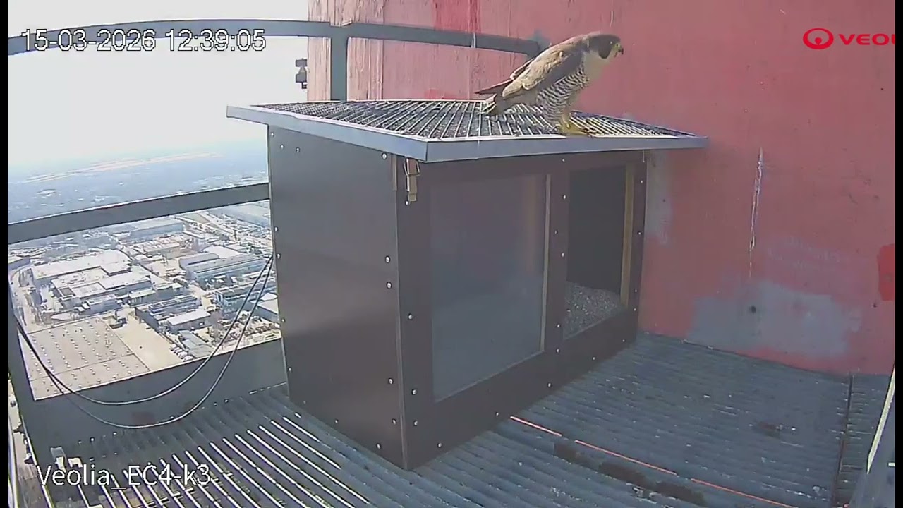 EC4 Łódź Veolia spotkanie pary 