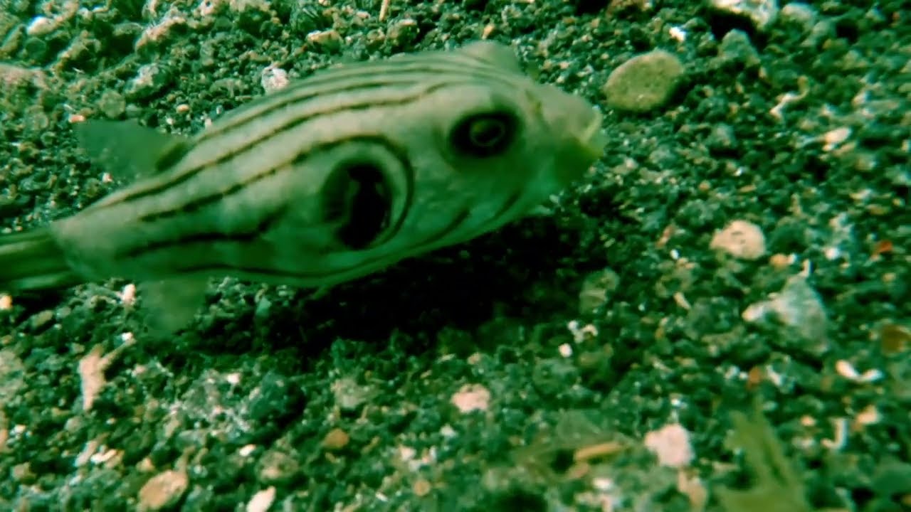 Muck Diving in Lembeh Strait