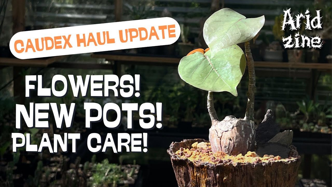 Revitalising old plants: a massive caudex haul update