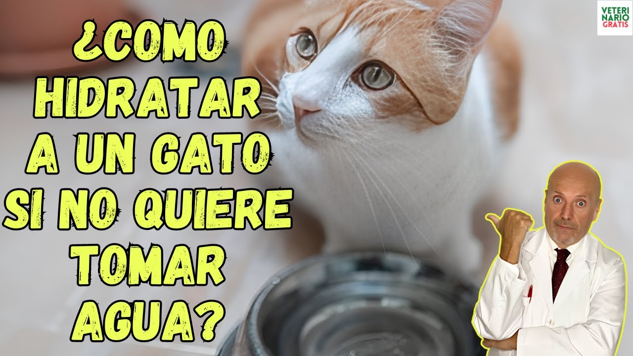 🚨 ¿COMO HIDRATAR A UN GATO QUE NO QUIERE TOMAR AGUA? 🚨