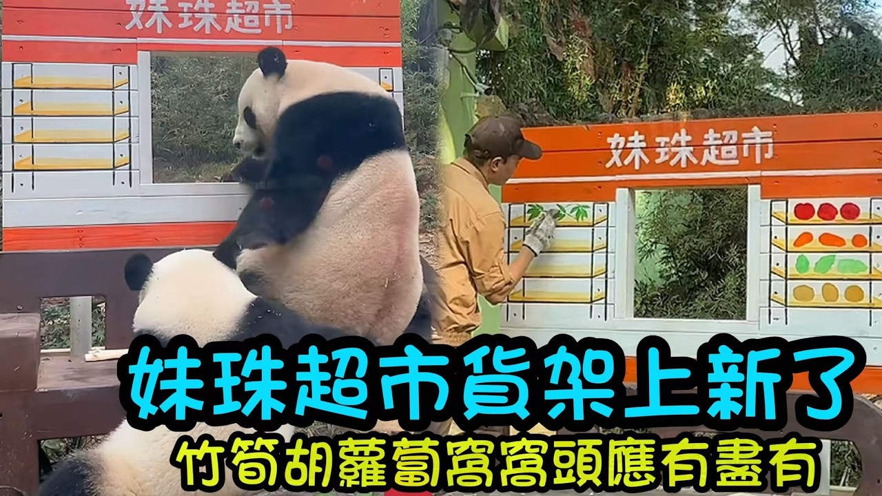 妹珠的小賣部貨品上新啦，有竹筍胡蘿蔔窩窩頭，萌萌對新貨架也是很好奇和妹珠一齊在貨架旁邊玩#panda #cutepanda  #熊貓妹珠