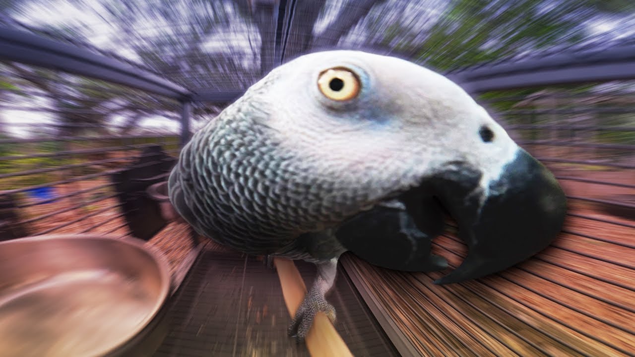 Apollo VS GoPro (Durability Test)