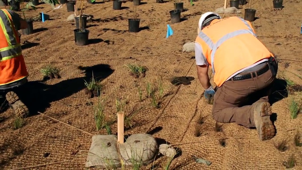 Restoring Thornton Creek