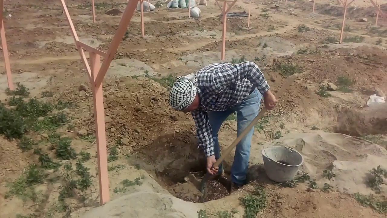 عمليات خدمة الجور الزراعية فى زراعة العنب