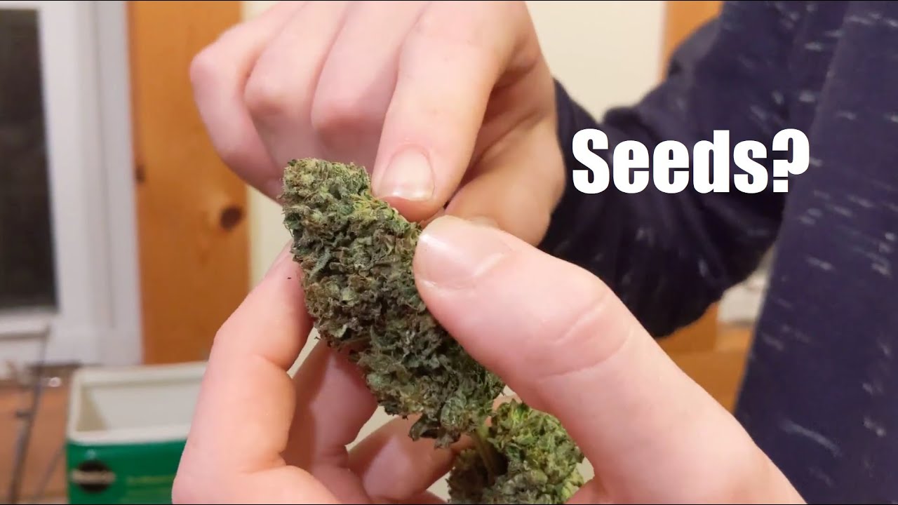 First Time Growing Weed... Vlog#9 (Huge Plants, Seeds, Indoor Grow Preview)