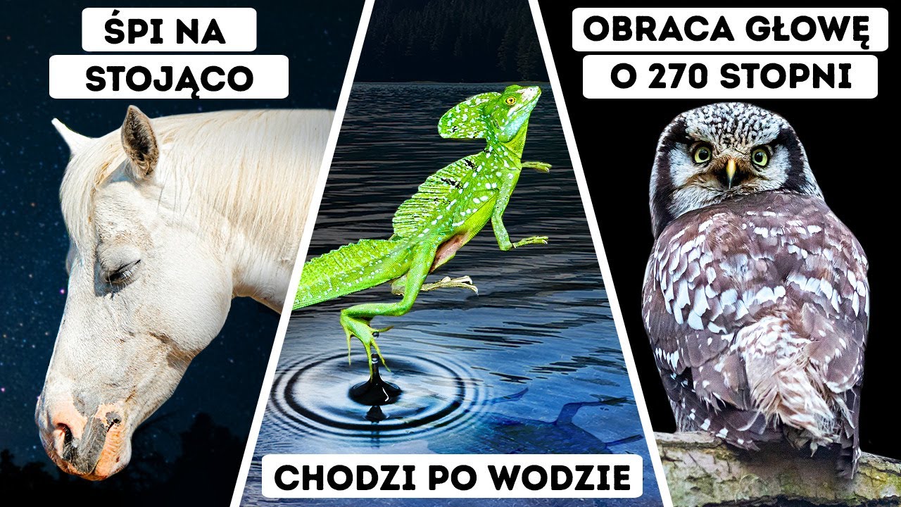 Dlaczego konie śpią na stojąco i 6 innych zwierzęcych supermocy