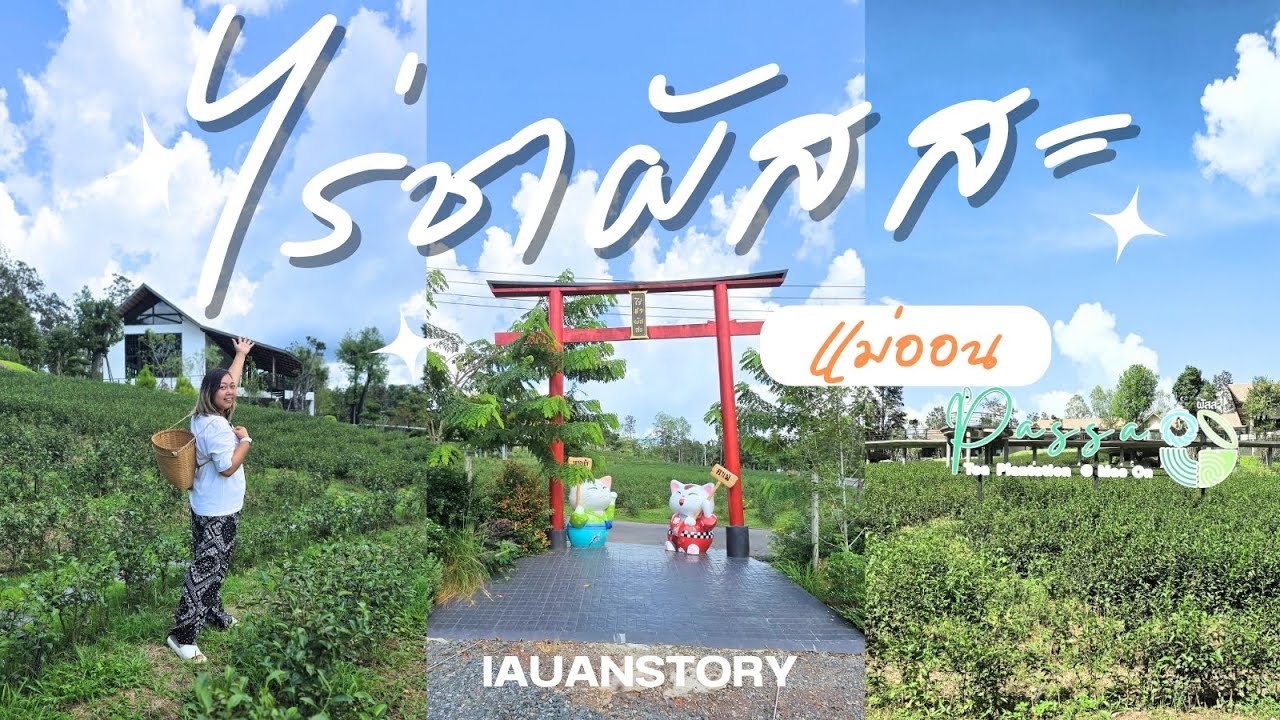 หลงรักไร่ชาเชียงใหม่! พักผ่อนท่ามกลางธรรมชาติที่ ไร่ชาผัสสะ | IAUAN in Chiang Mai