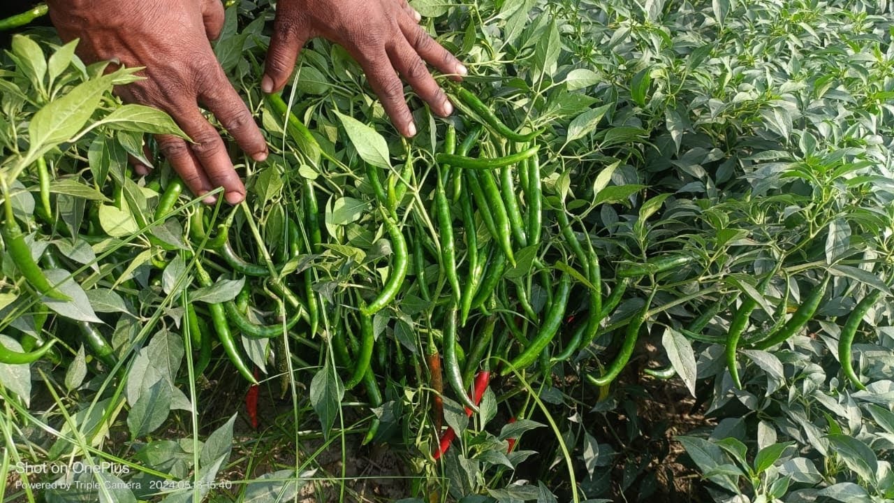 मिर्च की सबसे अच्छी किस्म nongwoo seed HP-7715