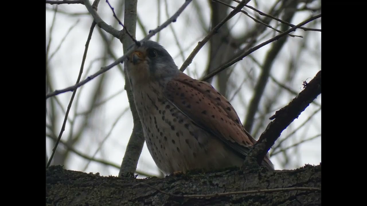 Walking Wednesday 1 2 23