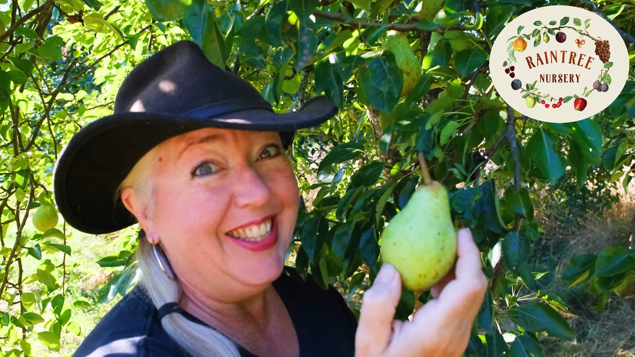 The Right Way to Harvest Your Pears!