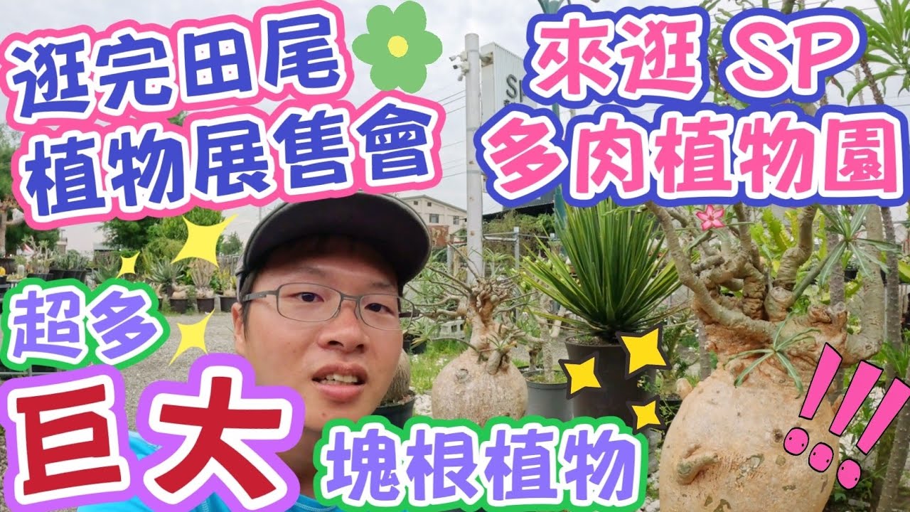 ［跟著阿郁逛］來SP多肉植物園看超巨大塊根