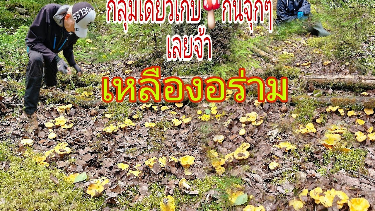 สวยงามพระราม🍄 เก็บกันมันมือจุกเลยจ้ากลุ่มเดียวหิ้ว🍄เดินจนตัวเอียง 15/7/2025