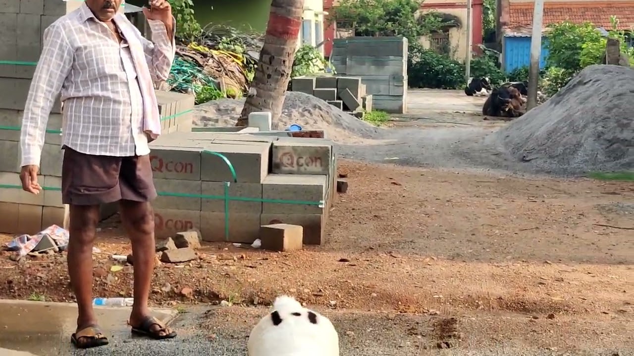 pure bandur(Bannur) female sheep's 8 months old(7022134197)