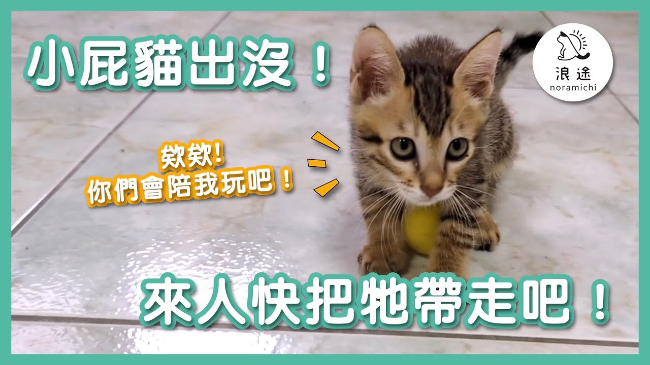 66 小屁貓出沒，來人快把牠帶走吧！｜浪途｜脆瓜特輯