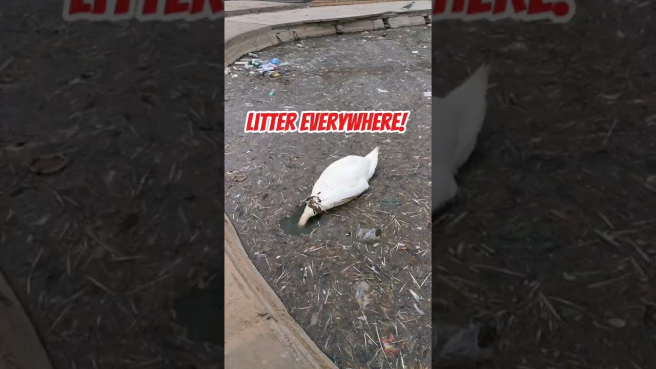 If bins are full, take your rubbish home. #litter #litterharmswildlife #protectourwildlife #nature