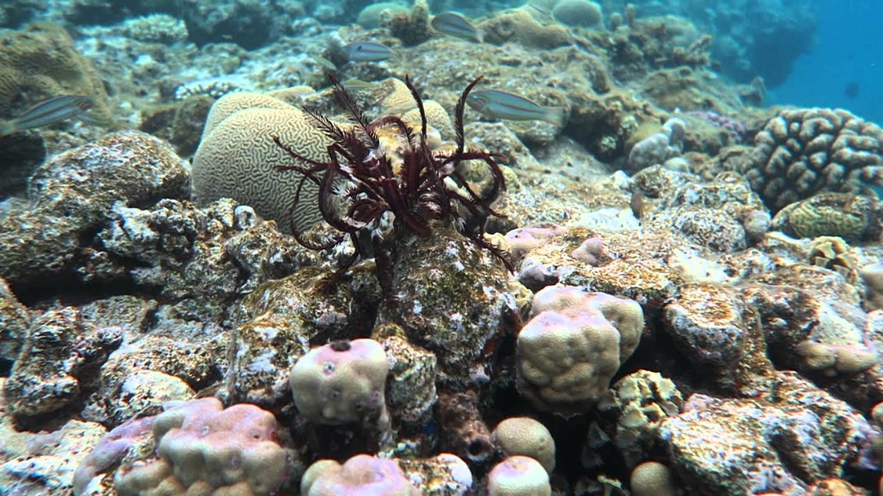 Crinoids!