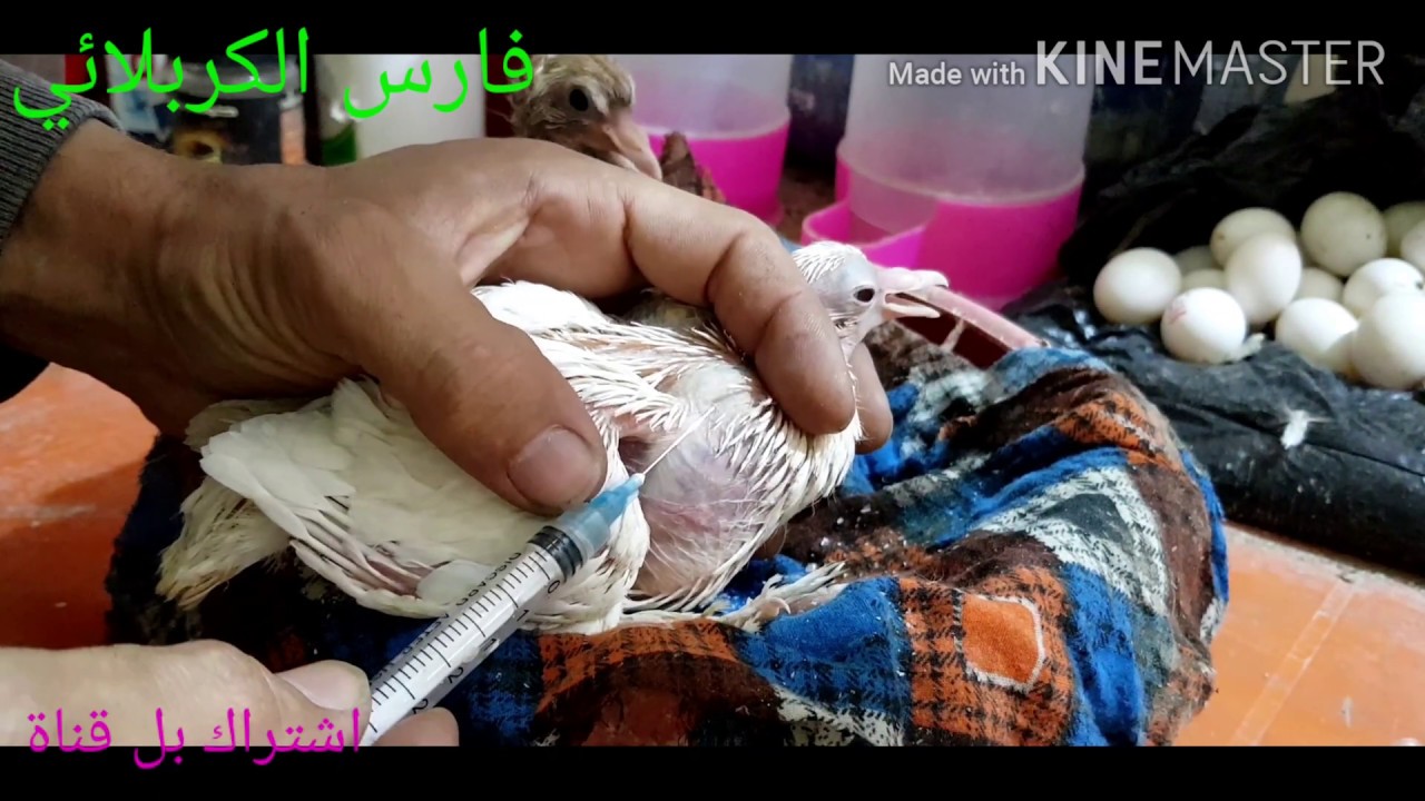 (22)علاج انتفاخ الحوصله ولكياس المائيه