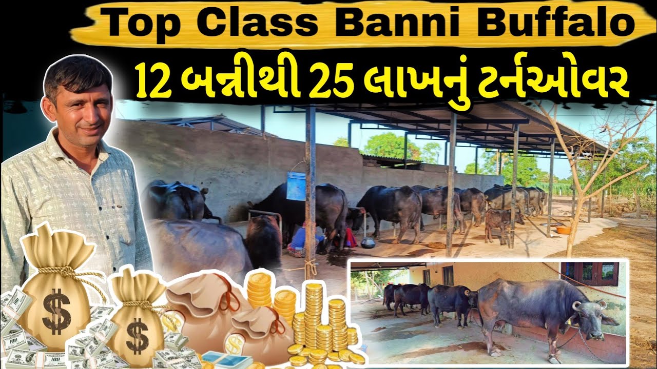 વાહ વાહ 🥰 શુ બન્ની ભેંસો છે 👑👌, Top Banni Buffalo in BanasKantha.