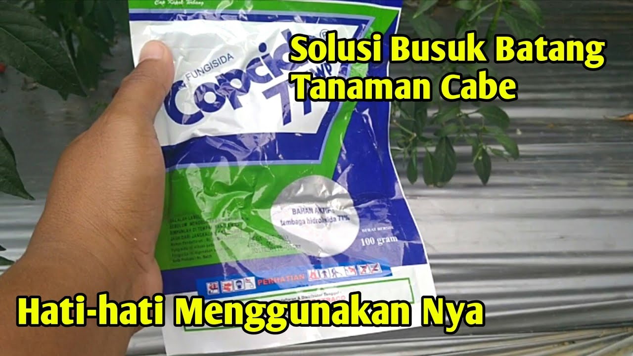 Fungisida untuk atasi busuk batang tanaman cabe